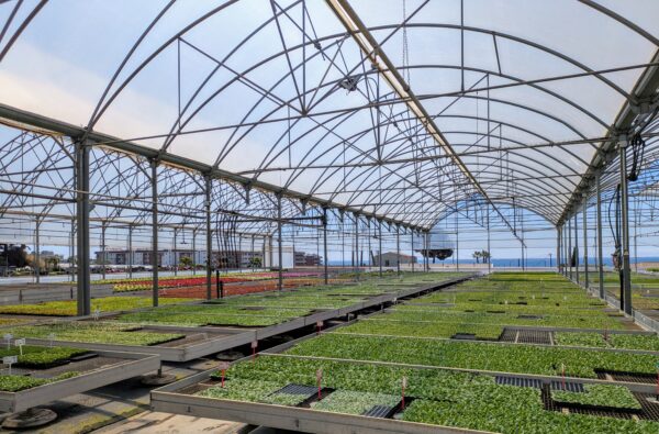 PLANTELES LLOVERAS SL