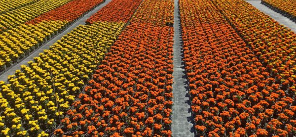 HORTICULTURA ANDIÑACH SL