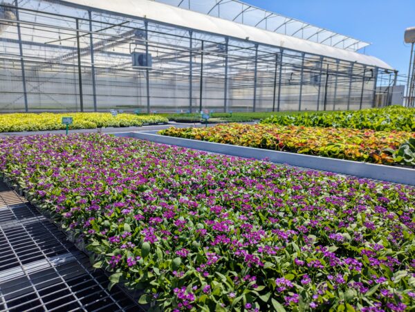 PLANTELES LLOVERAS SL - Imagen 3