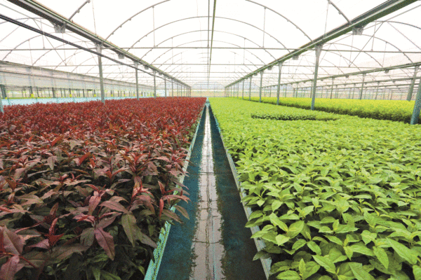 AGROMILLORA IBERIA SL