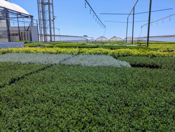 PLANTELES LLOVERAS SL - Imagen 4