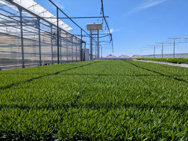 PLANTELES LLOVERAS SL - Imagen 2