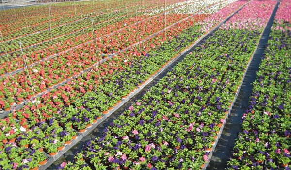 HORTICULTURA ANDIÑACH SL - Imagen 3