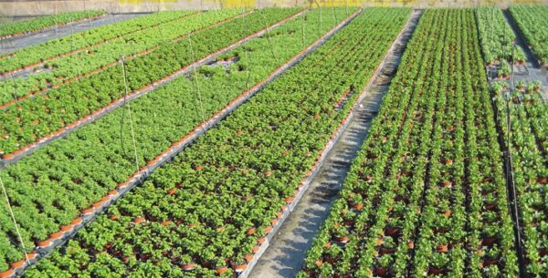HORTICULTURA ANDIÑACH SL - Imagen 4