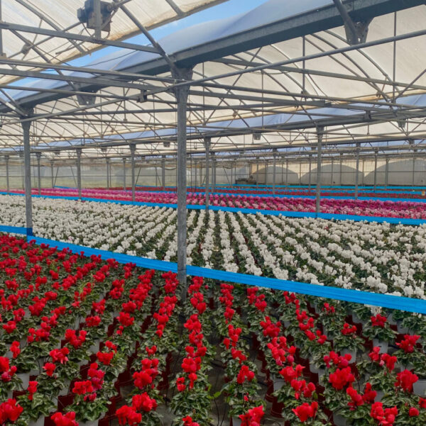 HORTPLANT GLOBAL SERVICE SL - Imagen 5