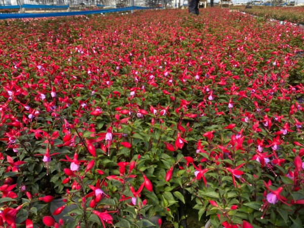HORTPLANT GLOBAL SERVICE SL