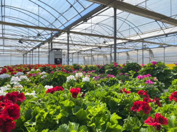HORTPLANT GLOBAL SERVICE SL - Imagen 4