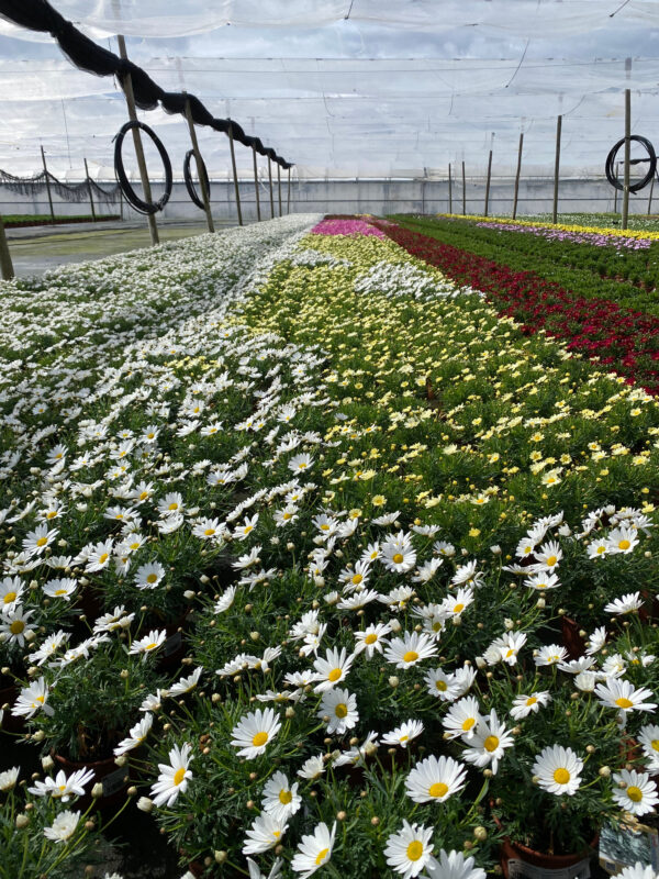 HORTPLANT GLOBAL SERVICE SL - Imagen 3