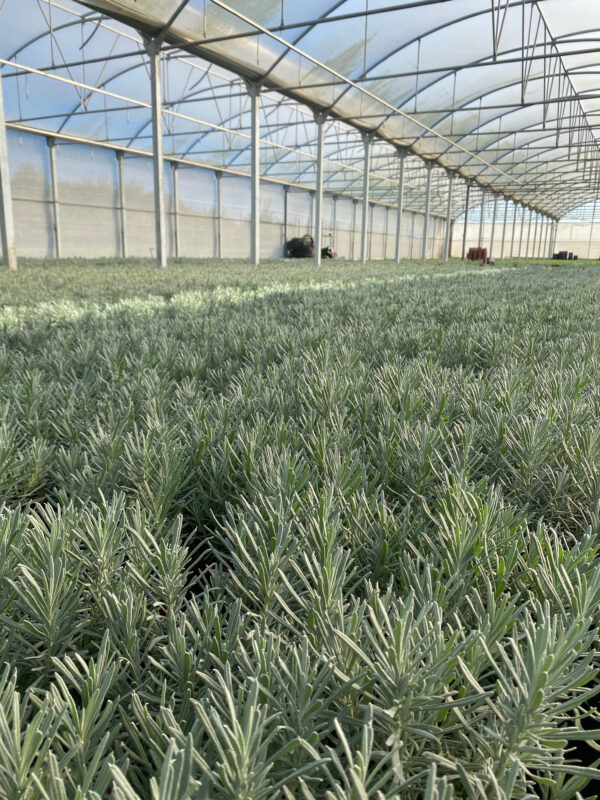 HORTPLANT GLOBAL SERVICE SL - Imagen 2