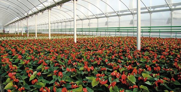 FLORINOVA S.L.U. - Imagen 3