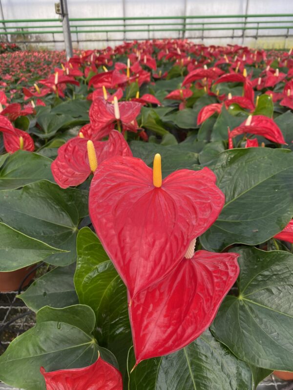 FLORINOVA S.L.U. - Imagen 2
