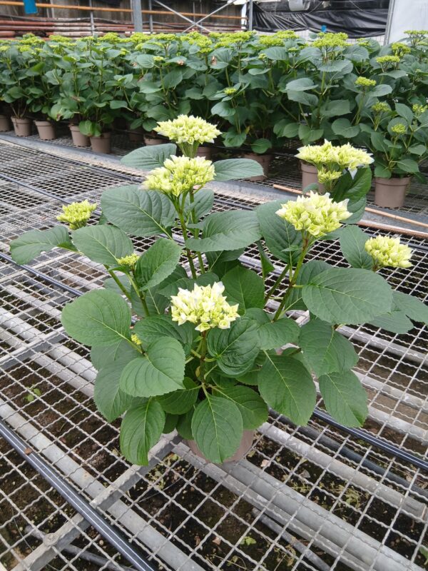 PLANTES GEL SL - Imagen 4