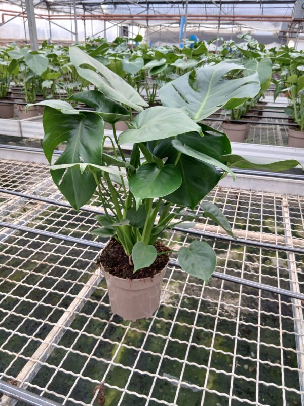 PLANTES GEL SL - Imagen 2