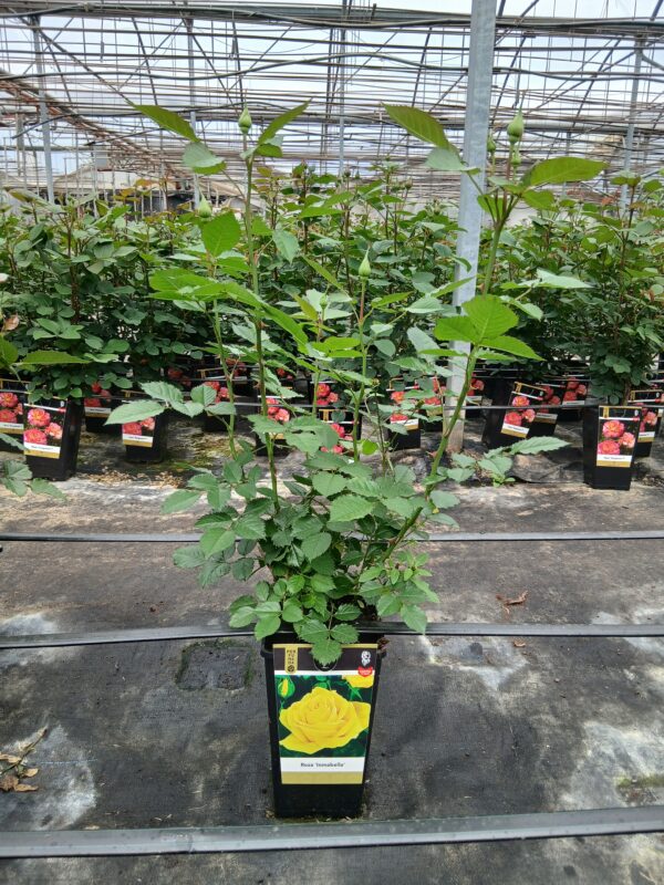 PLANTES GEL SL - Imagen 3