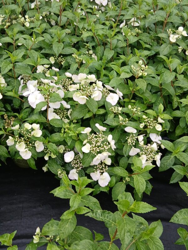 PLANTES GEL SL - Imagen 5