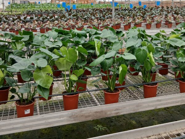 PLANTES GEL SL