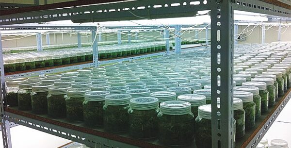 IN VITRO SL