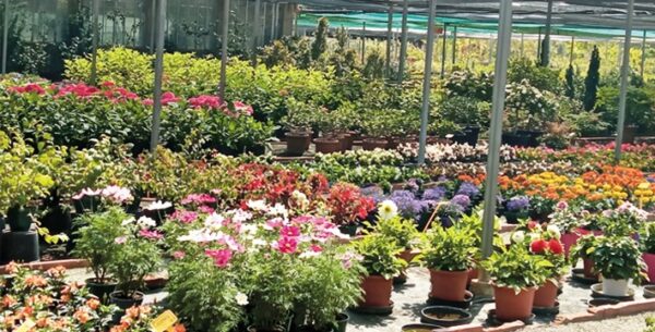 HORTICULTURA ISART SL - Imagen 2