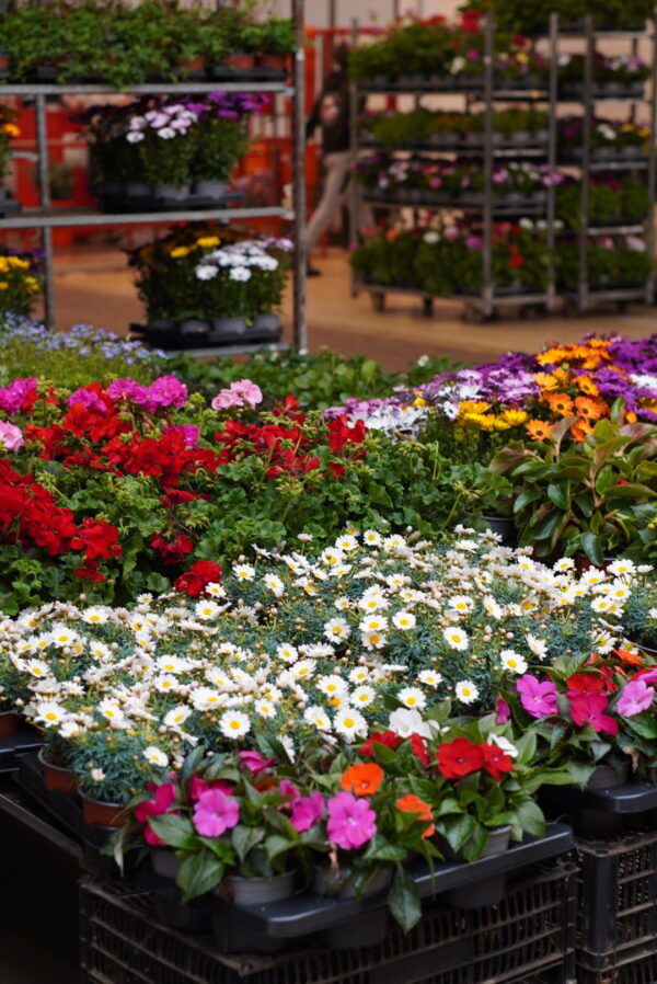 MERCAT DE FLOR I PLANTA ORNAMENTAL DE CATALUNYA SAT - Imagen 4