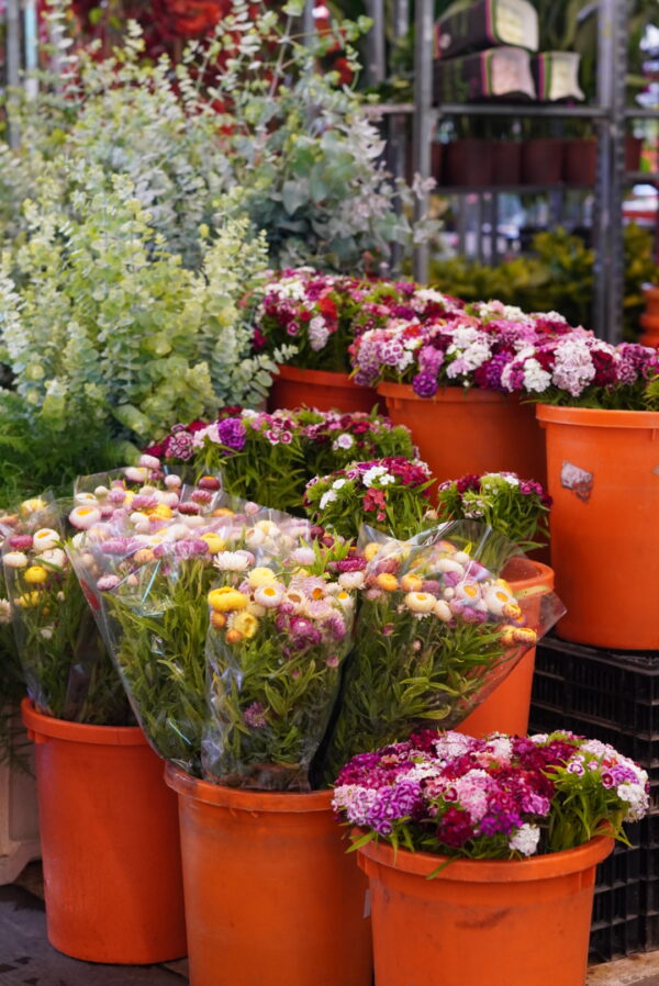 MERCAT DE FLOR I PLANTA ORNAMENTAL DE CATALUNYA SAT - Imagen 2