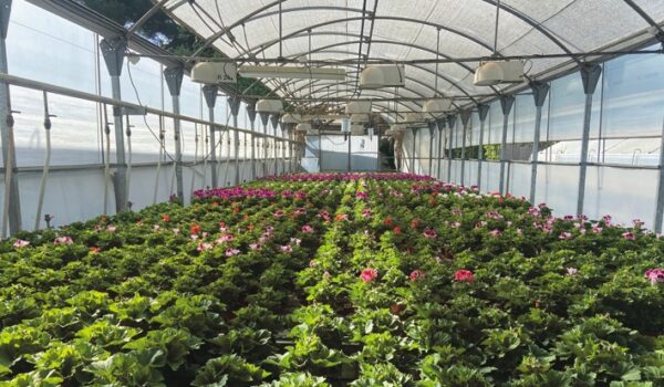 NAPUPLANT