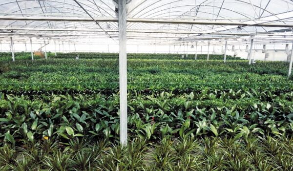 NORDEST PLANT SL