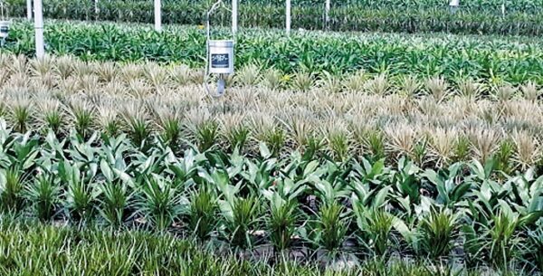 NORDEST PLANT SL - Imagen 2
