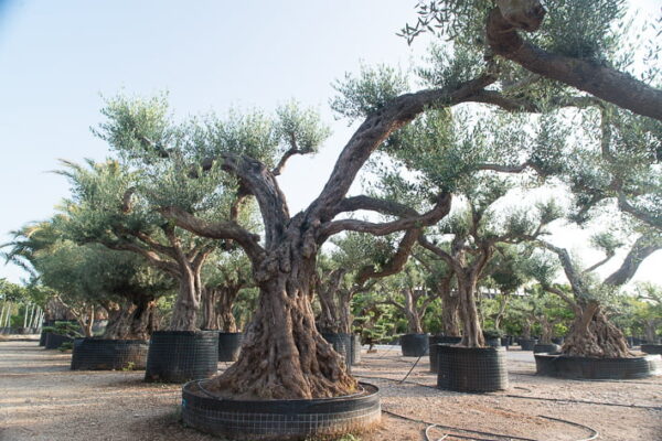 IF PLANTS - Imagen 3