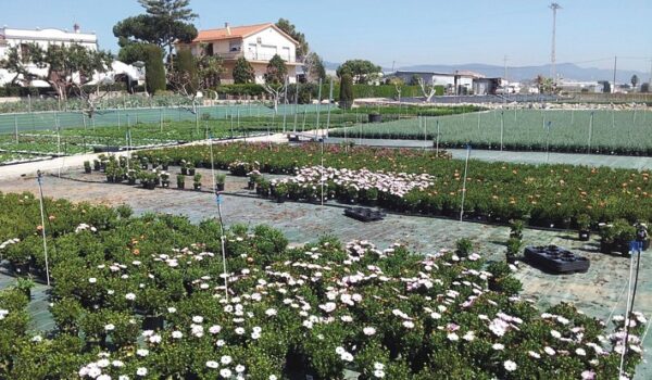 CULTIUS PLANTAMAR SL