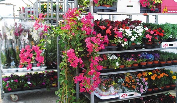 PLANTAS CANO SL