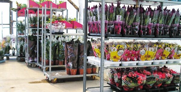 PLANTAS CANO SL - Imagen 2