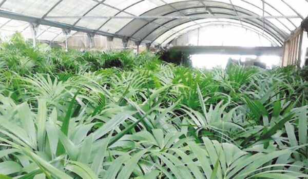 PLANTAS BRASÓ SL