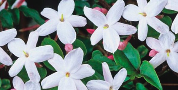 PLANTAS BRASÓ SL - Imagen 2