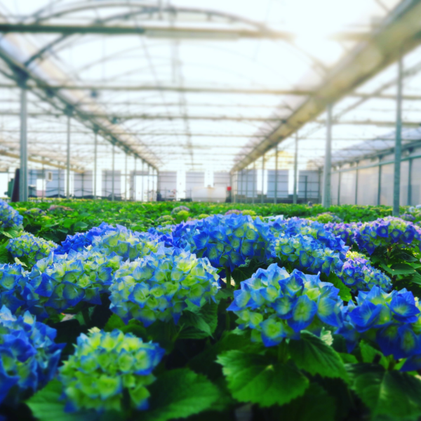 PLANTES BADA SL