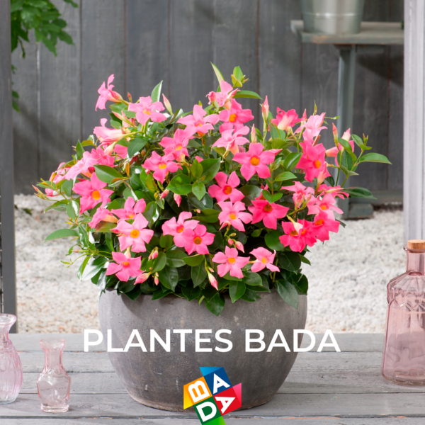PLANTES BADA SL - Imagen 5