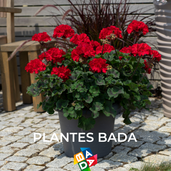 PLANTES BADA SL - Imagen 3