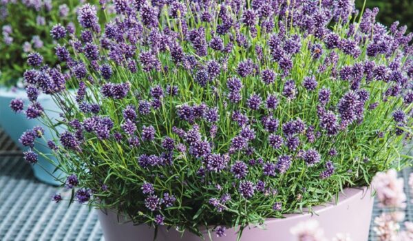 SYNGENTA FLOWERS - Imagen 2