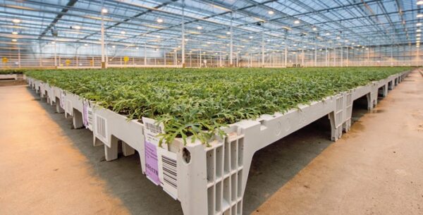 SYNGENTA FLOWERS